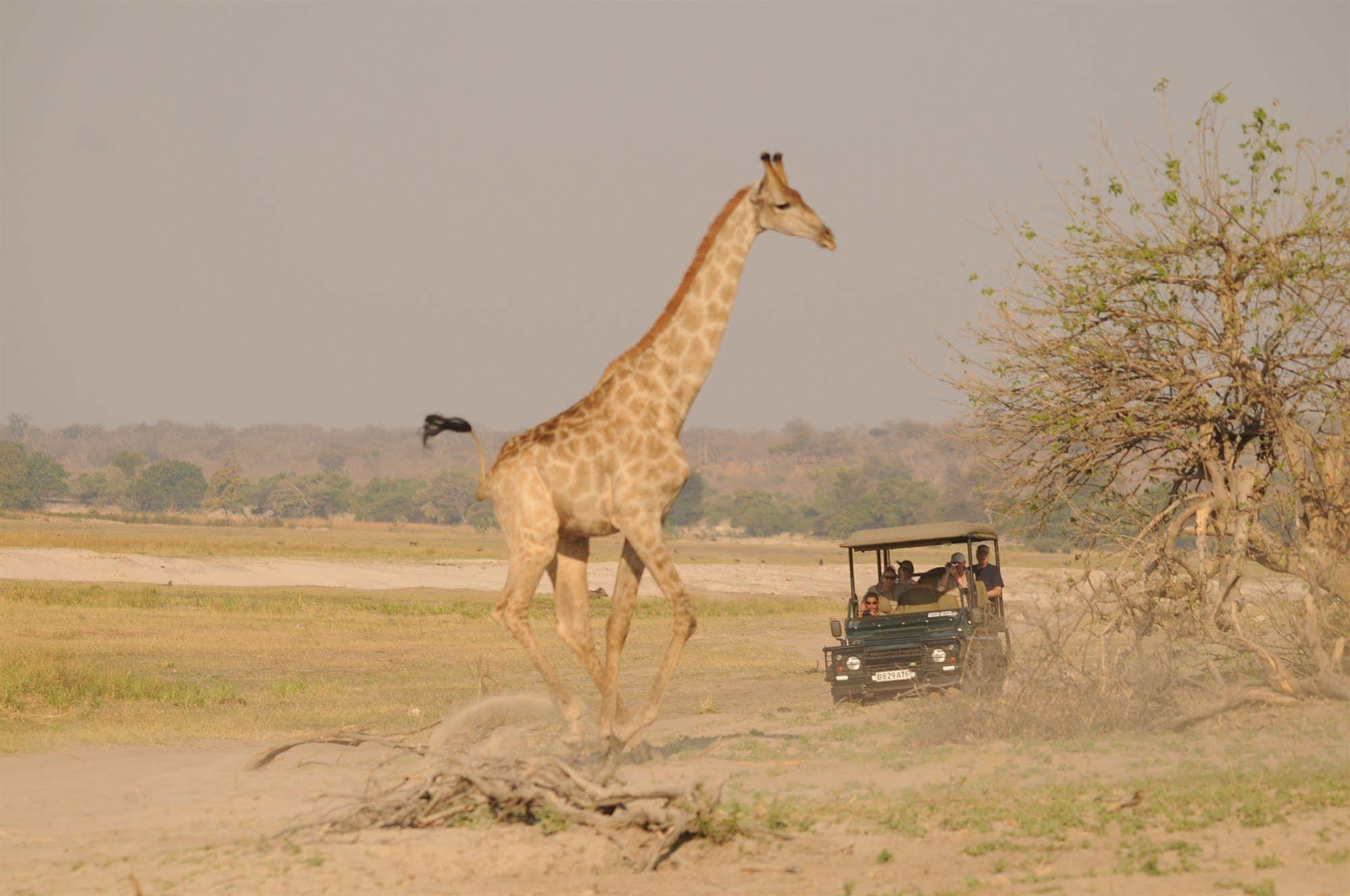 Ngoma Safari Lodge Kavimba Dış mekan fotoğraf