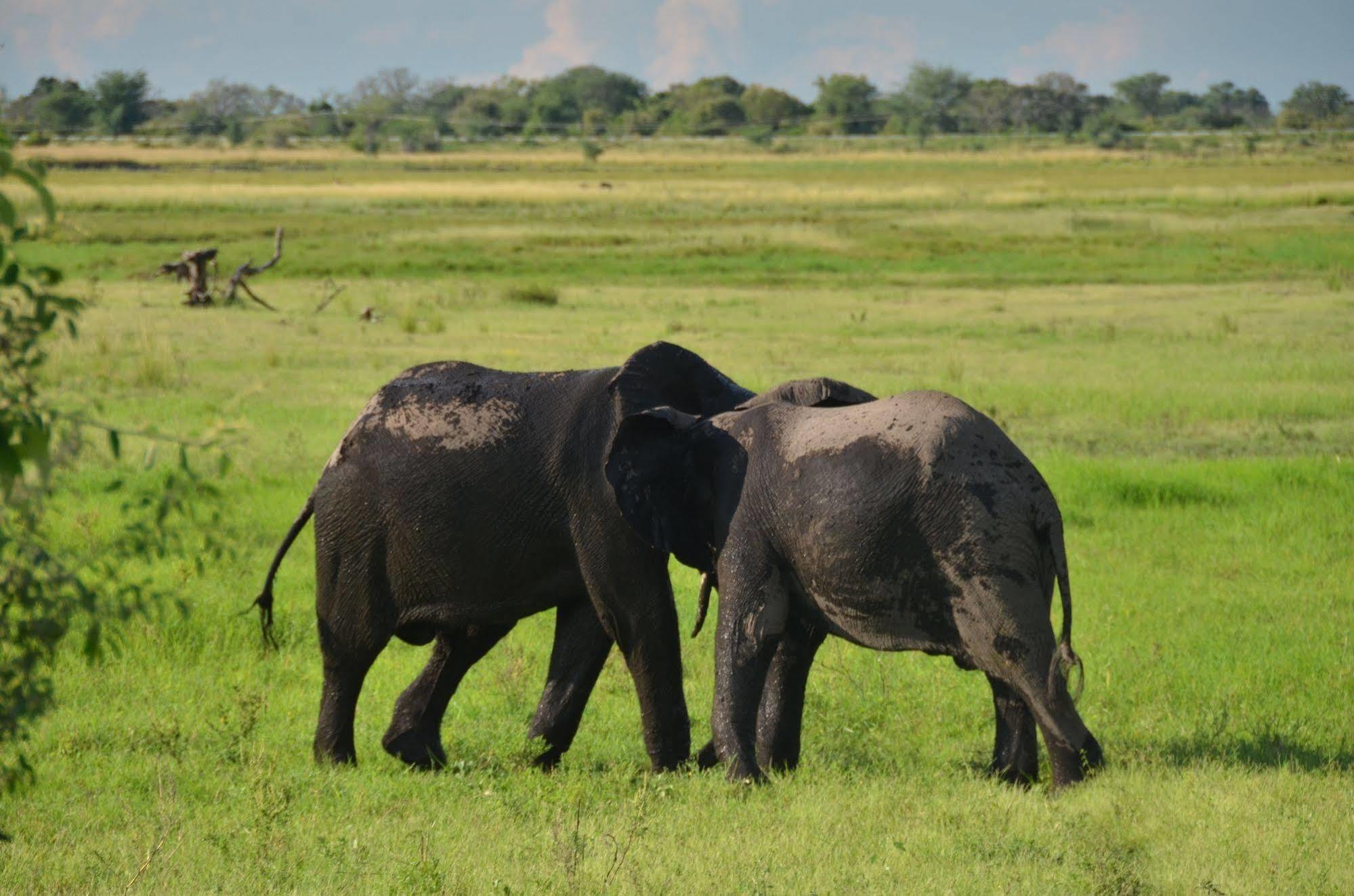 Ngoma Safari Lodge Kavimba Dış mekan fotoğraf